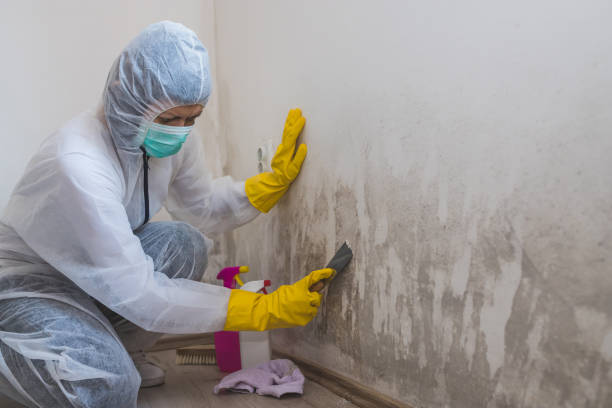 Mold Removal Process in Tappahannock, VA