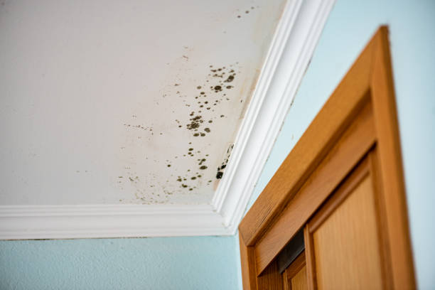 Best Mold Testing  in Tappahannock, VA
