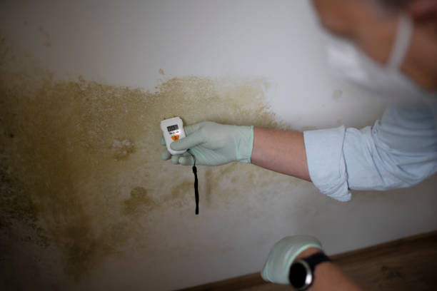 Best Mold Remediation Services  in Tappahannock, VA
