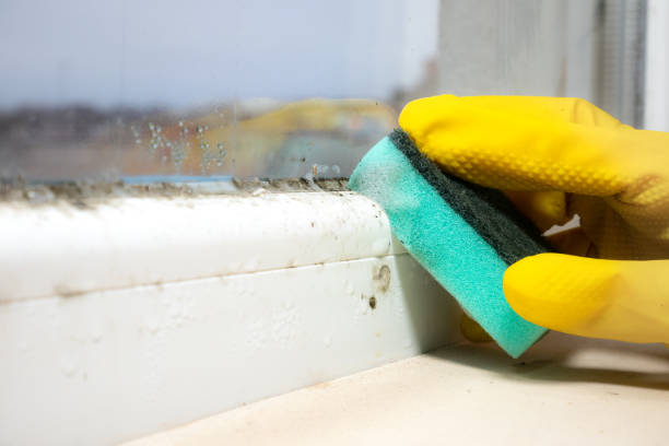 Best Black Mold Removal  in Tappahannock, VA