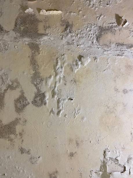 Best Commercial Mold Removal  in Tappahannock, VA