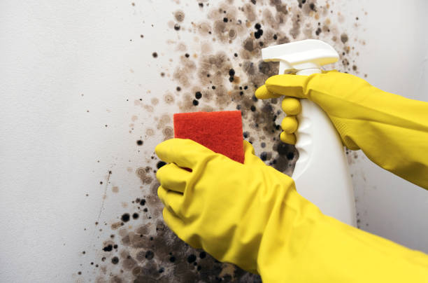 Best Mold Damage Repair  in Tappahannock, VA