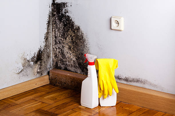 Best Mold Remediation  in Tappahannock, VA