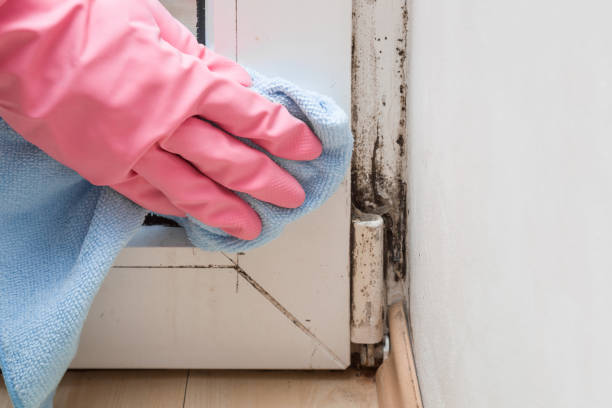 Best Toxic Mold Removal  in Tappahannock, VA